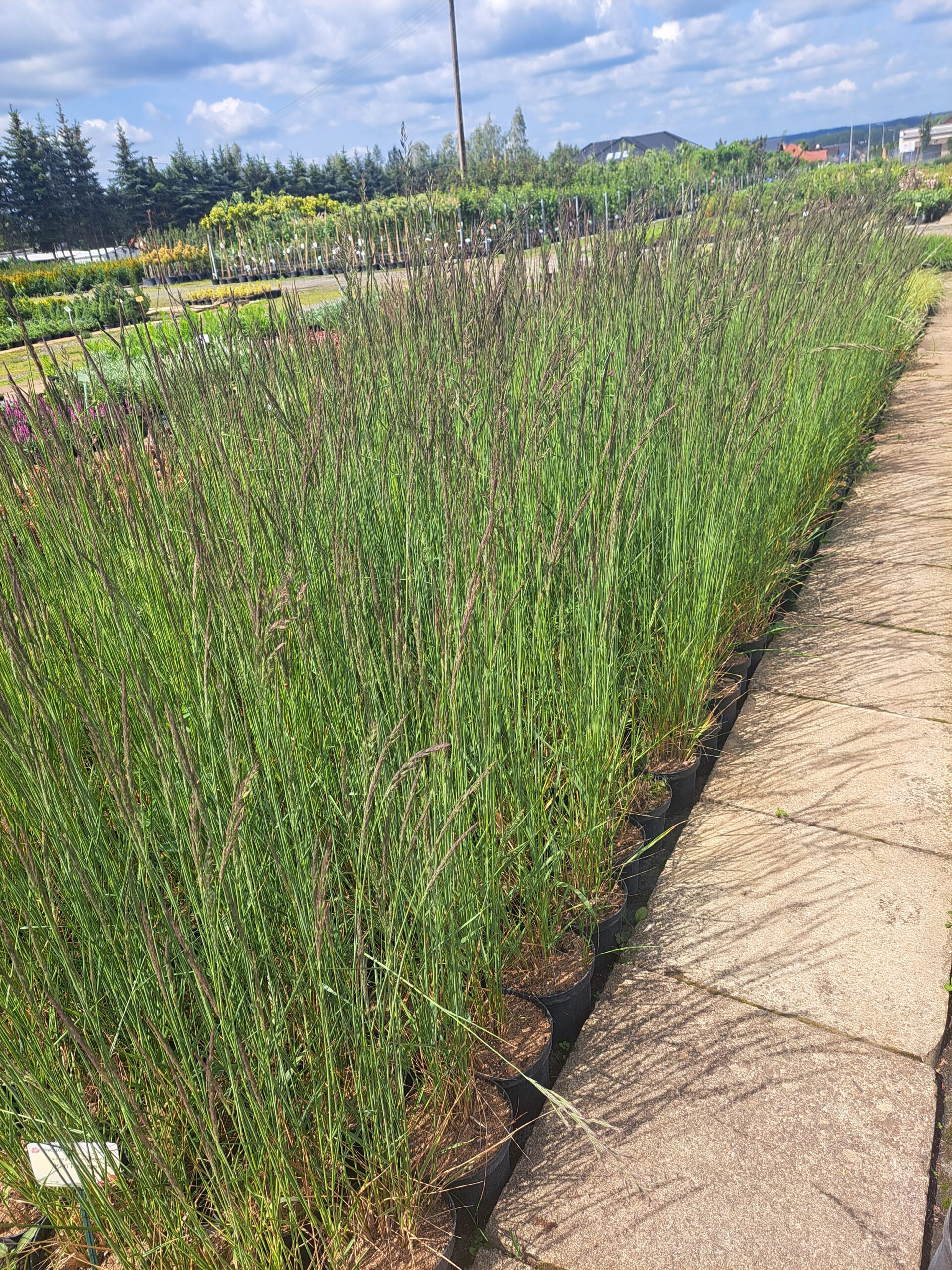 trzcinnik ostrokwiatowy